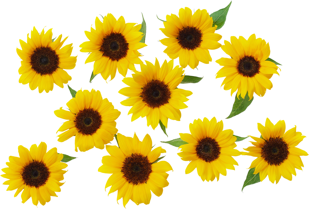 Vibrant_ Sunflower_ Collection.png PNG image