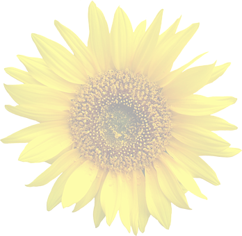 Vibrant Sunflower Dark Background PNG image