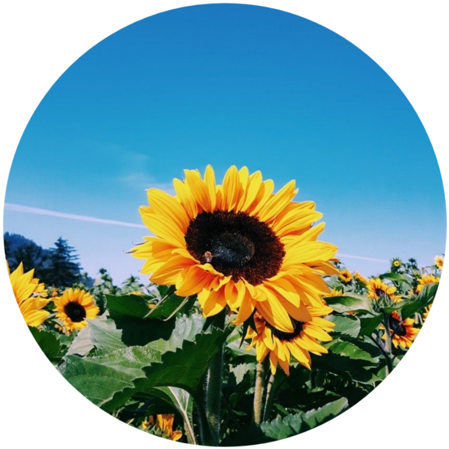Vibrant_ Sunflower_ Field_ Circle_ Frame PNG image