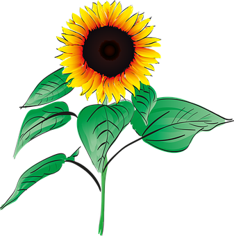 Vibrant Sunflower Graphic PNG image