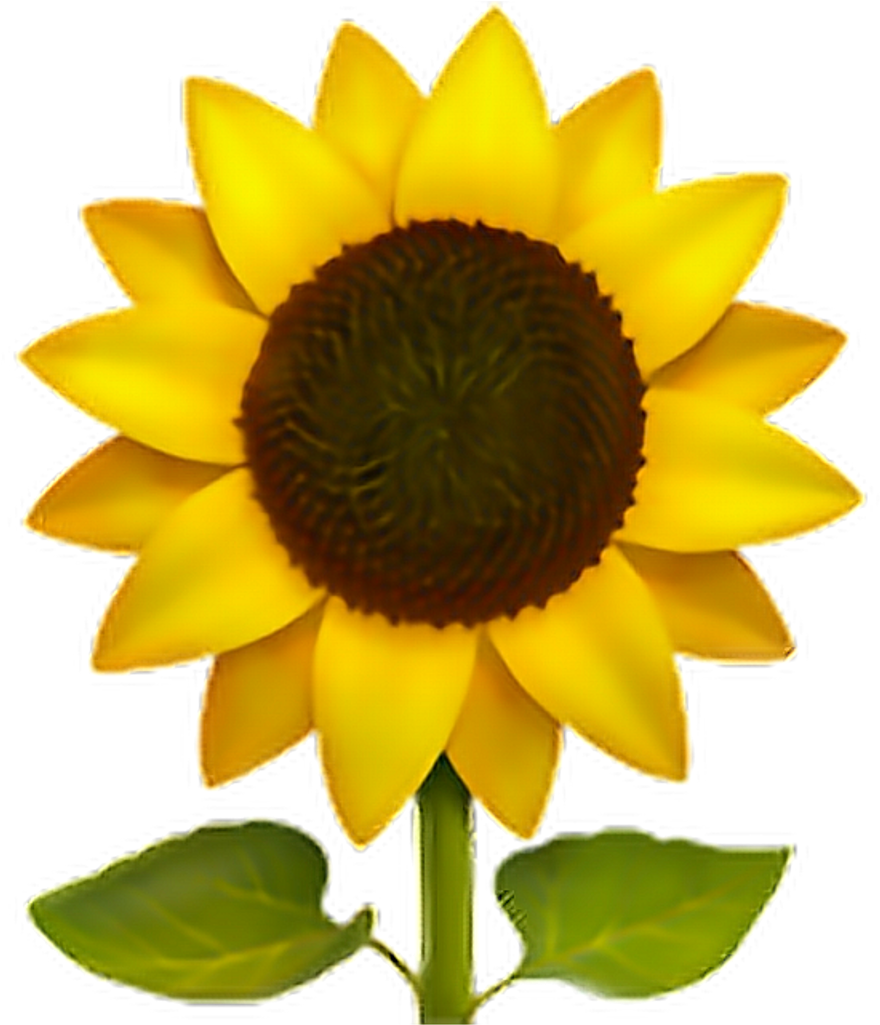 Vibrant Sunflower Graphic PNG image