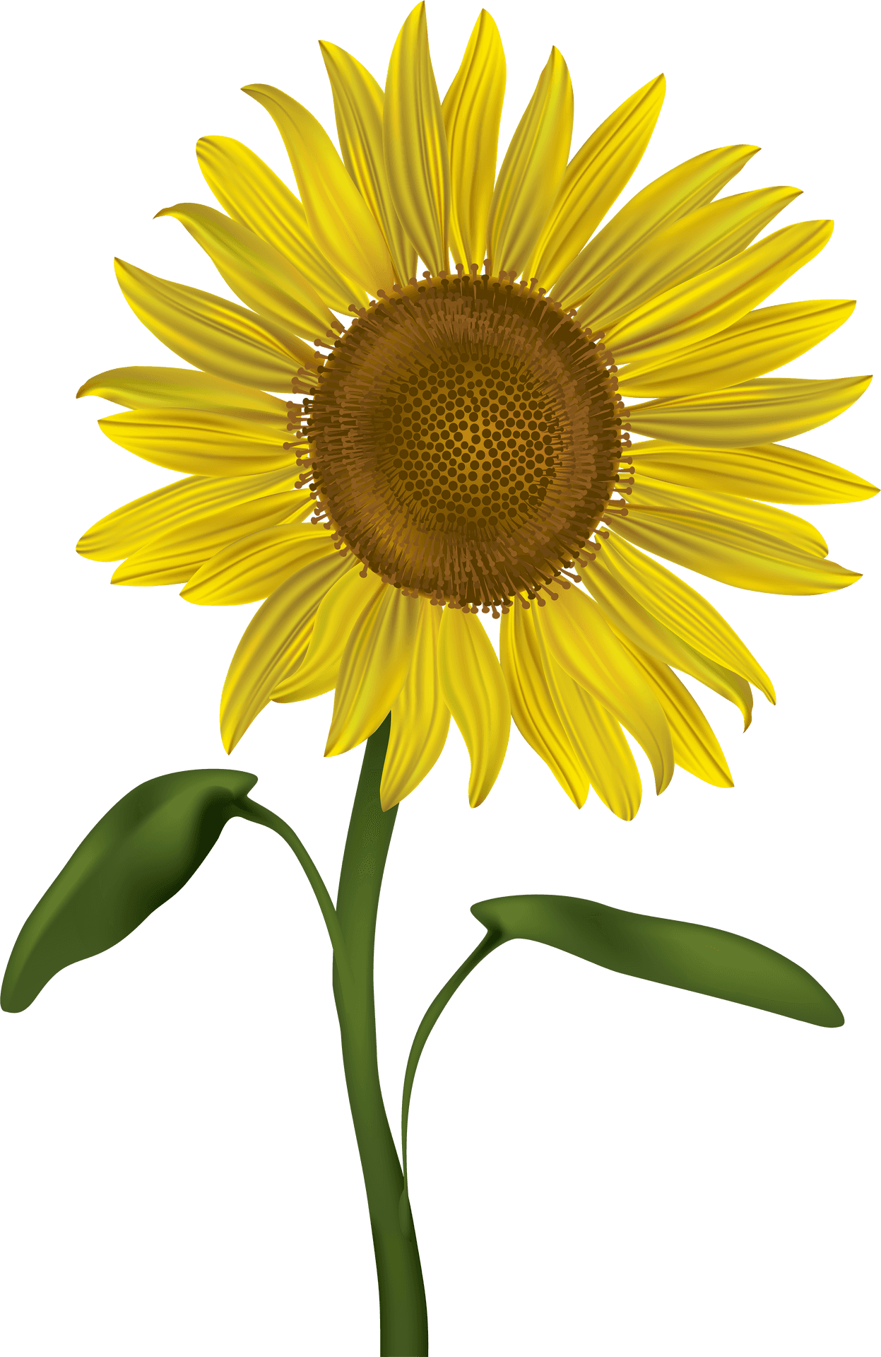 Vibrant Sunflower Illustration.png PNG image