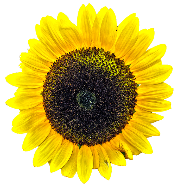 Vibrant Sunflower Isolated.png PNG image