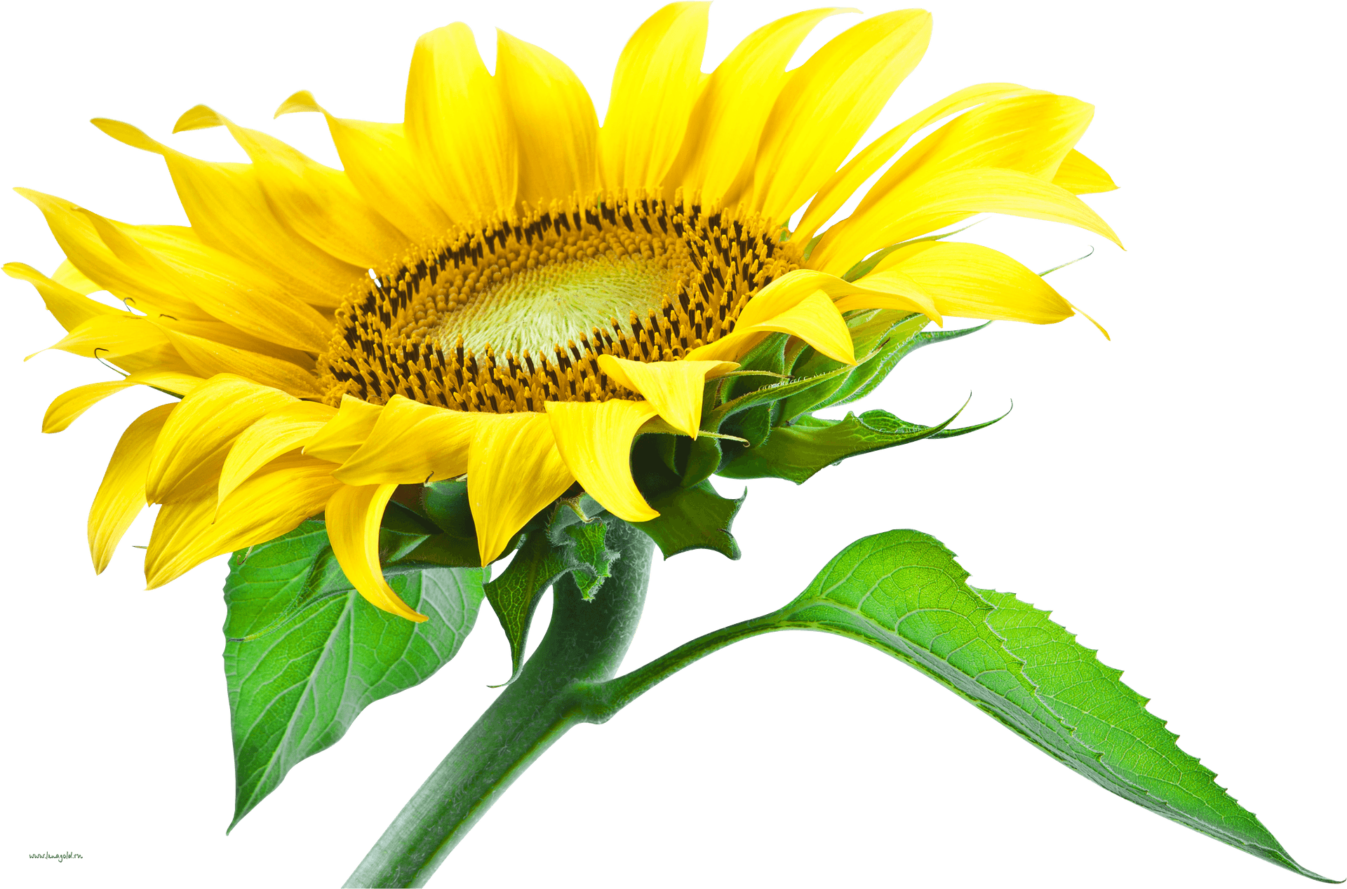 Vibrant Sunflower Isolated.png PNG image