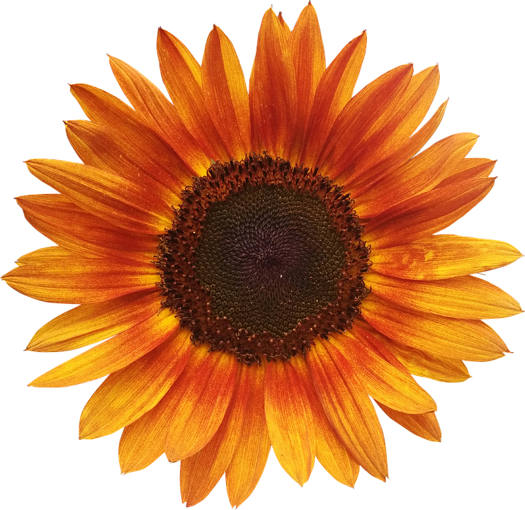 Vibrant Sunflower Isolated.png PNG image