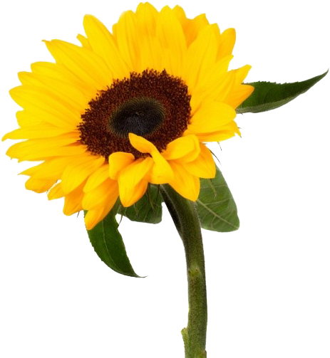 Vibrant_ Sunflower_ Isolated.png PNG image