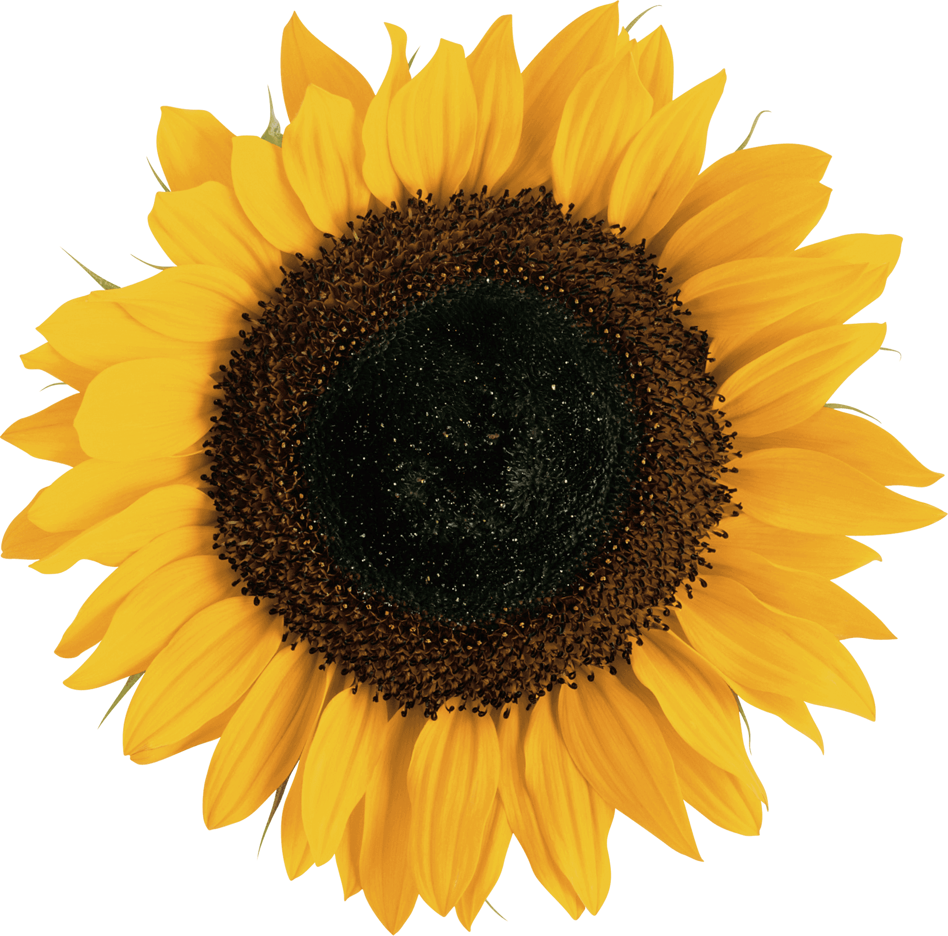 Vibrant Sunflower Isolatedon Gray PNG image