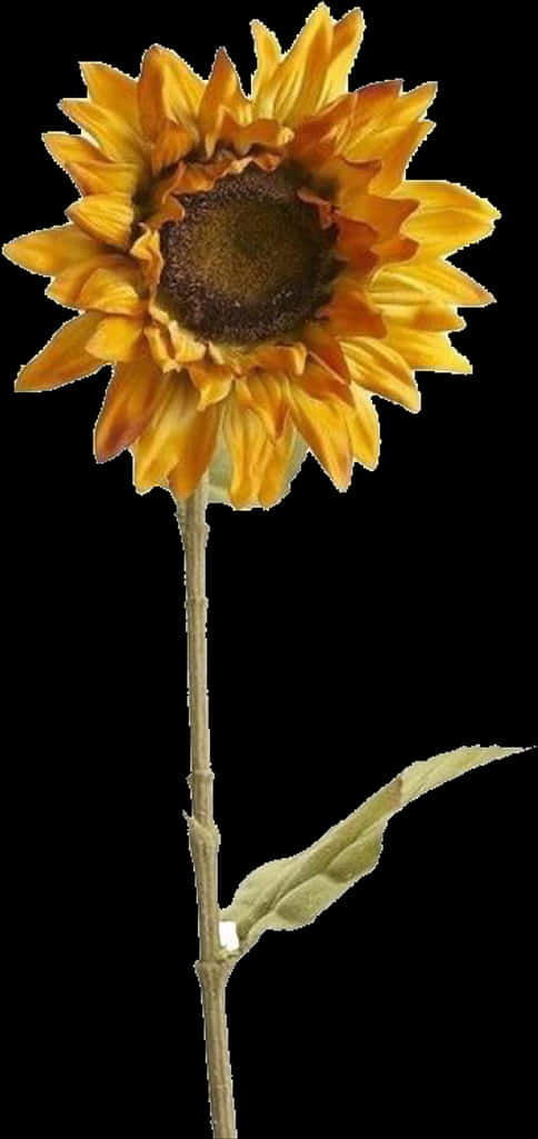 Vibrant Sunflower Single Stem PNG image