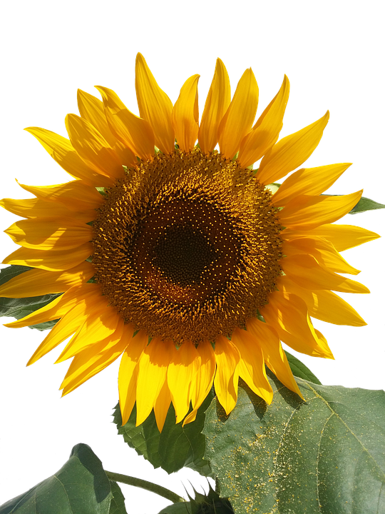 Vibrant Sunflower Sky Background PNG image