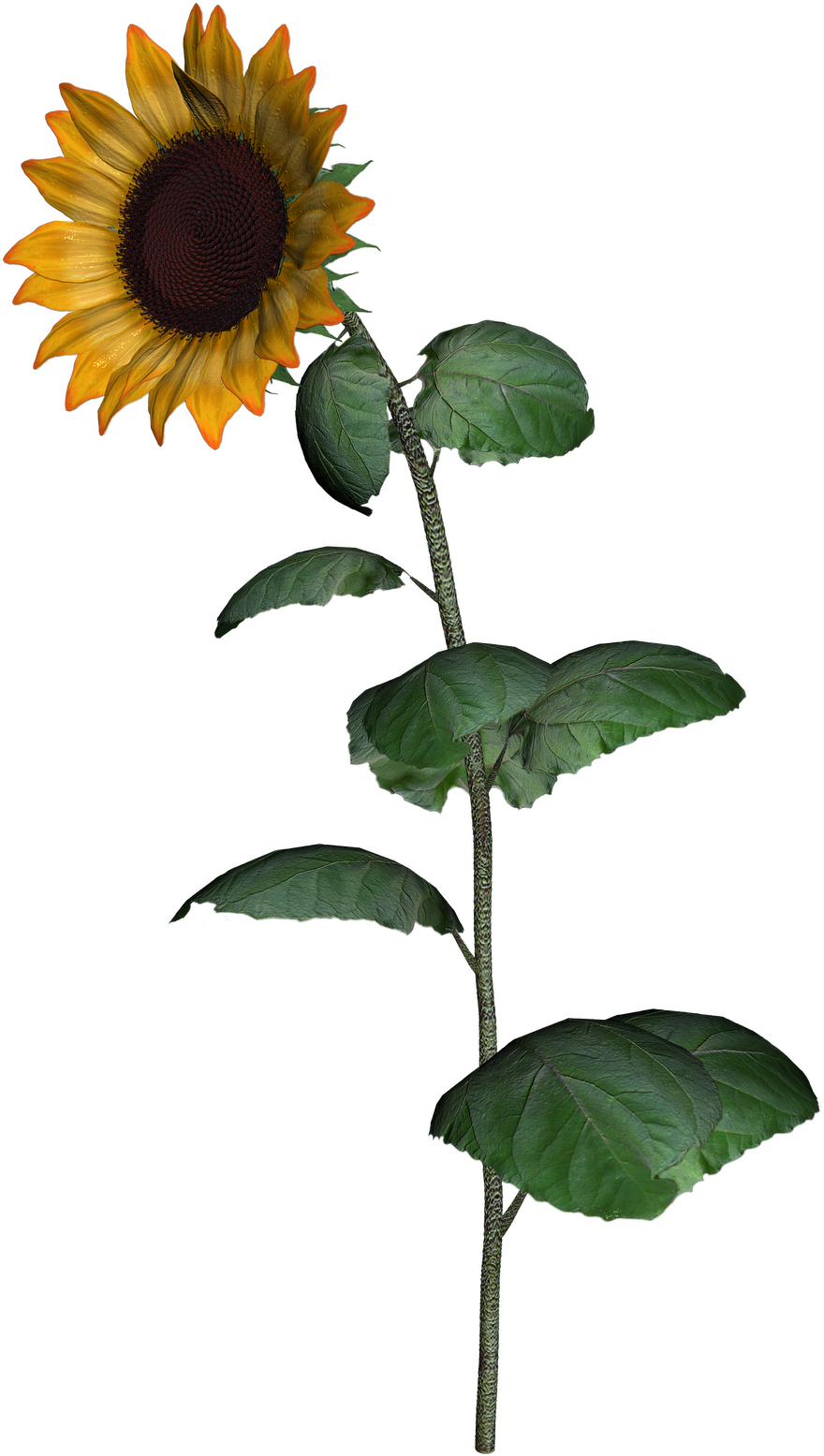 Vibrant Sunflower Stem.png PNG image