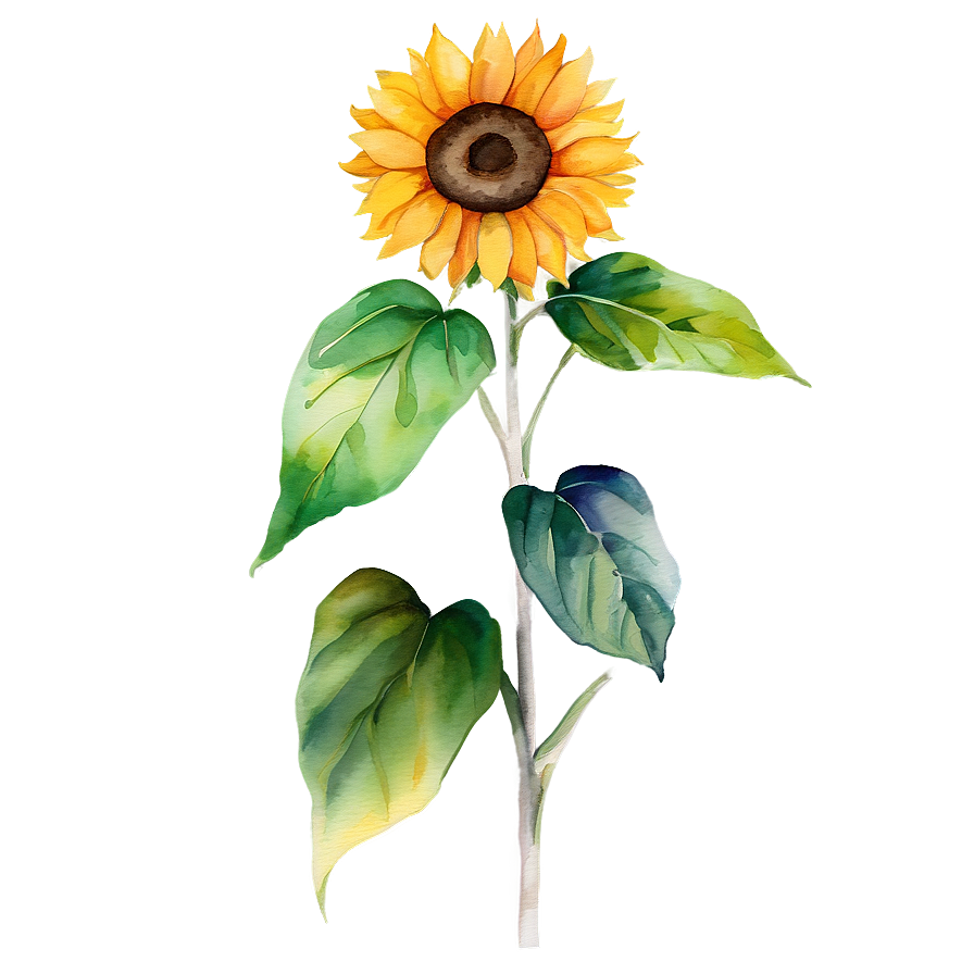 Vibrant Sunflower Watercolor Graphic Png 31 PNG image