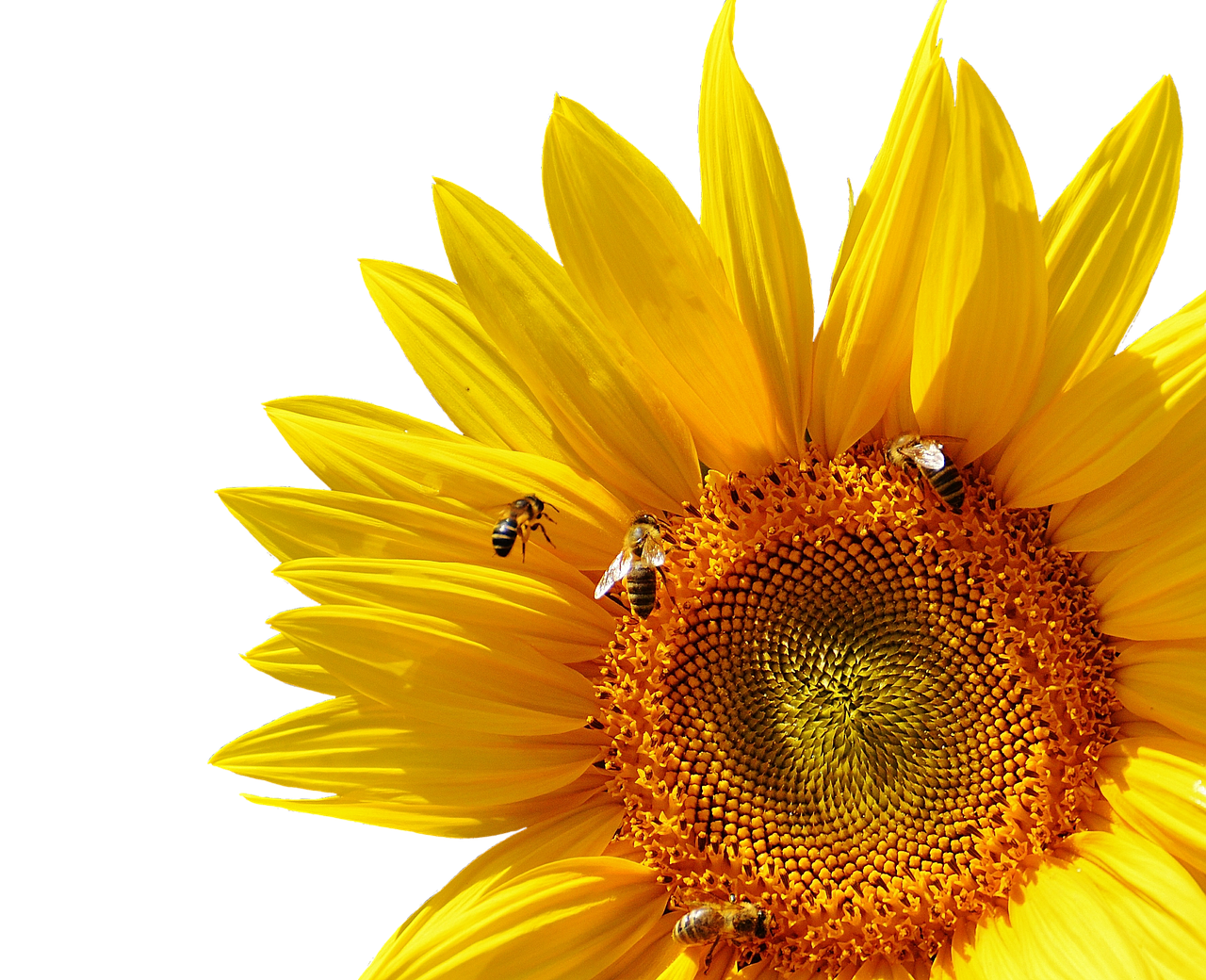 Vibrant Sunflowerand Bees PNG image