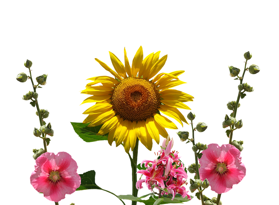 Vibrant Sunflowerand Hollyhocks PNG image