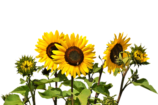 Vibrant Sunflowers Against Black Background PNG image