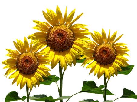Vibrant_ Sunflowers_ Against_ Black_ Background PNG image