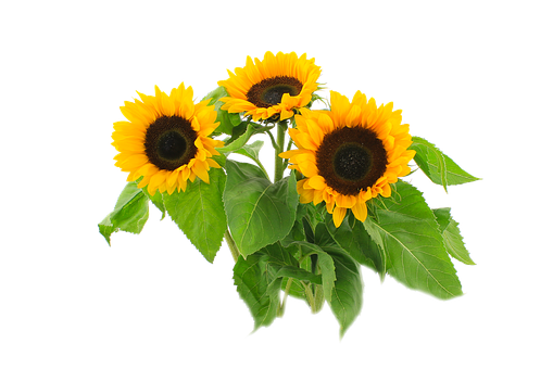 Vibrant_ Sunflowers_ Black_ Background.jpg PNG image
