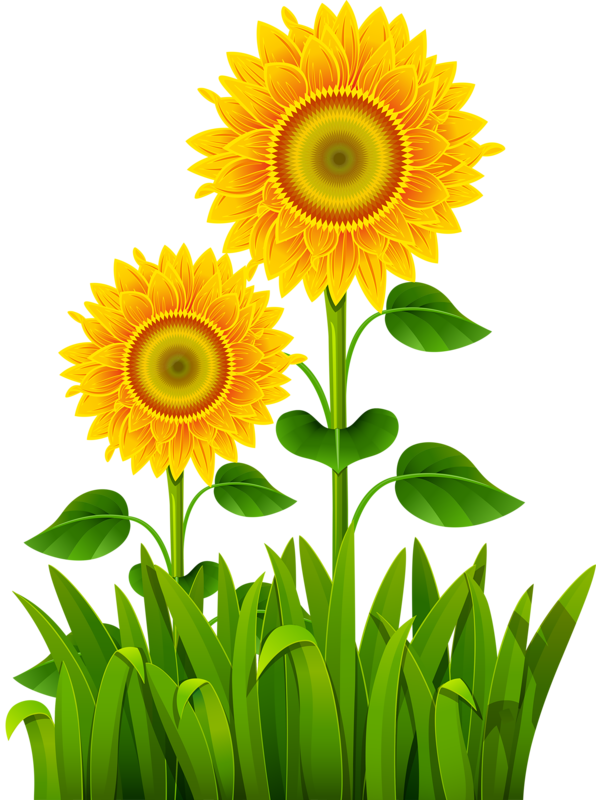 Vibrant Sunflowers Grass Backdrop PNG image