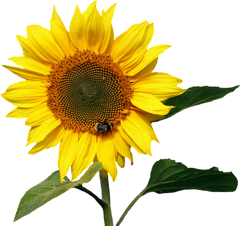 Vibrant Sunflowerwith Bee PNG image