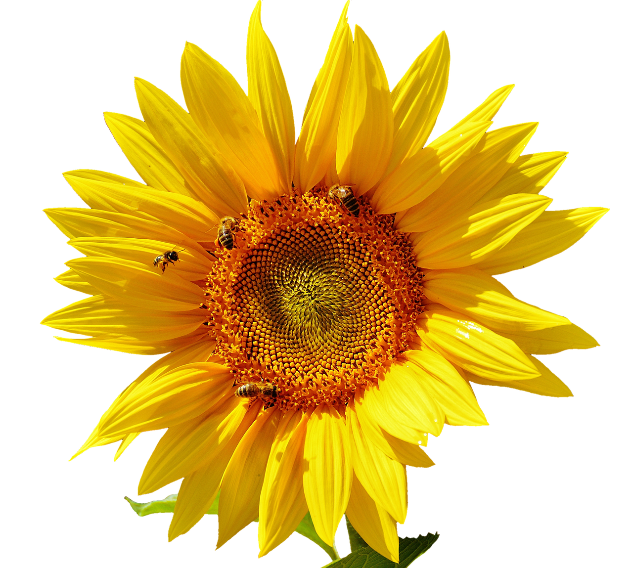 Vibrant Sunflowerwith Bees PNG image