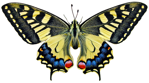 Vibrant Swallowtail Butterfly PNG image