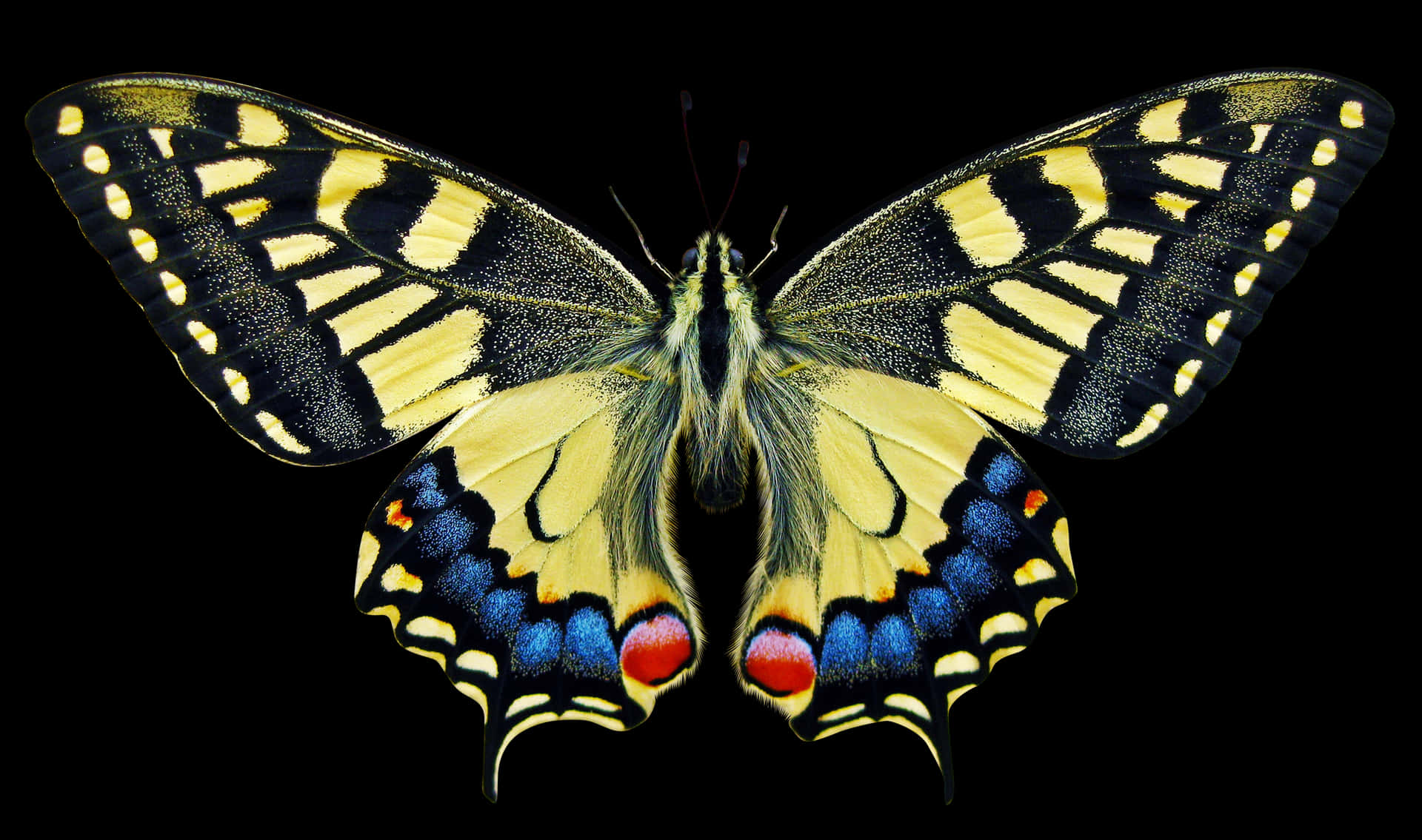 Vibrant Swallowtail Butterfly PNG image