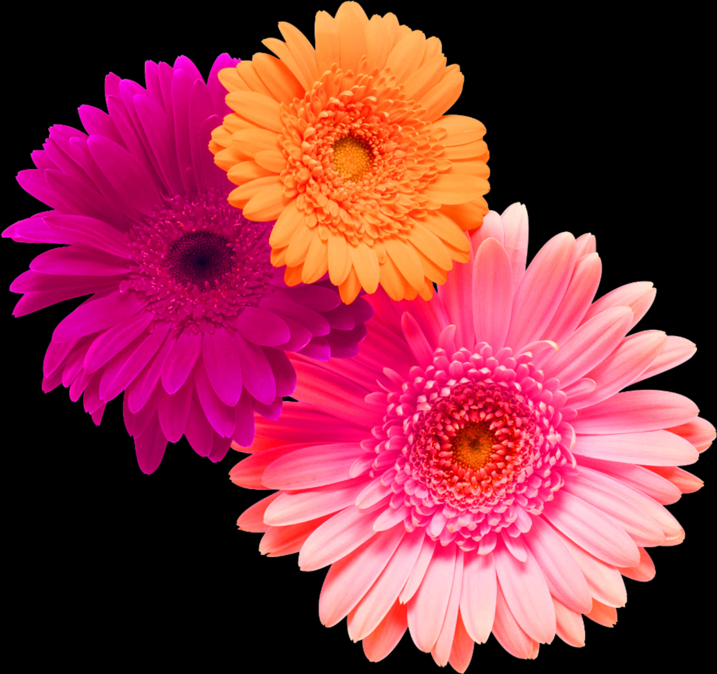 Vibrant Trioof Gerbera Daisies PNG image