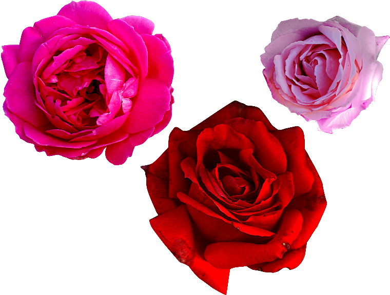 Vibrant Trioof Roses Isolatedon Grey PNG image