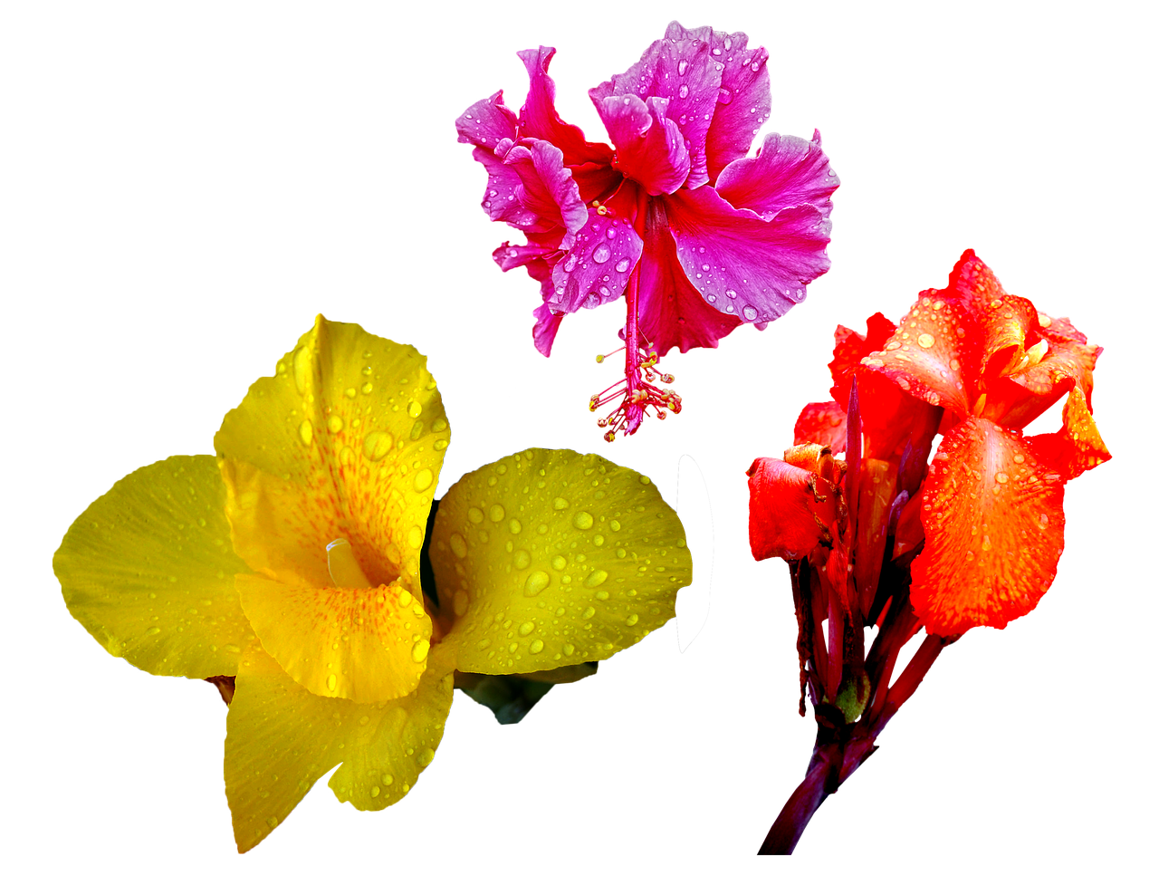 Vibrant Trioof Tropical Flowers PNG image