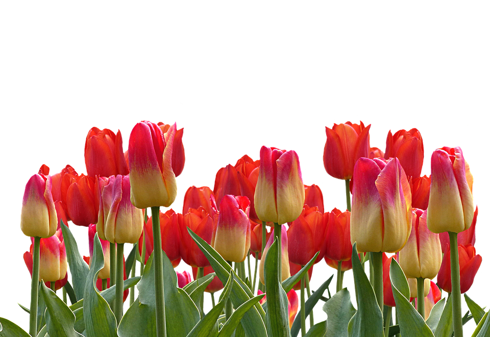 Vibrant_ Tulip_ Bouquet PNG image