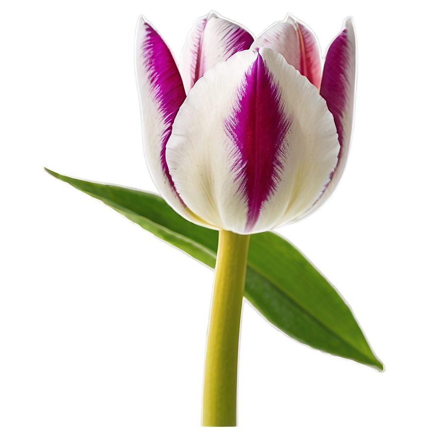 Vibrant Tulip Png Sjy PNG image