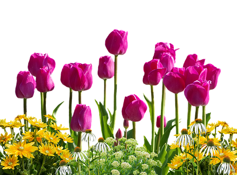 Vibrant Tulips Against Black Background PNG image
