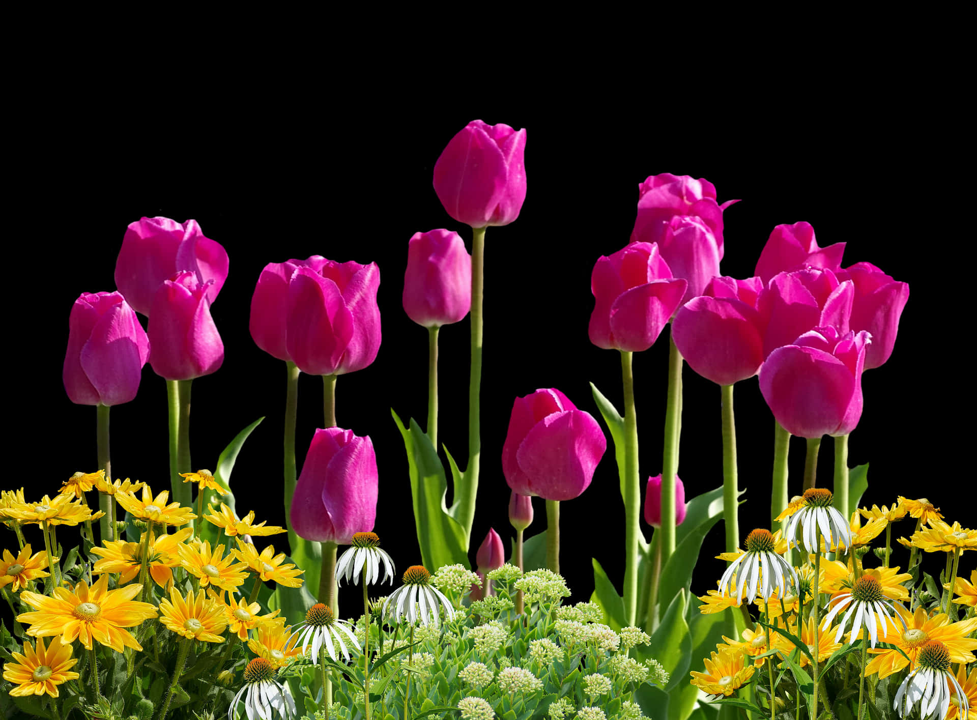 Vibrant_ Tulips_ Against_ Black_ Background.jpg PNG image