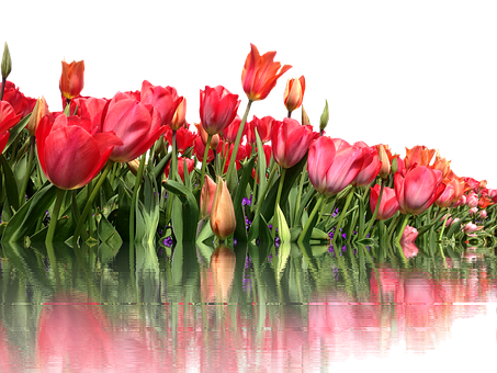 Vibrant_ Tulips_ Reflection PNG image