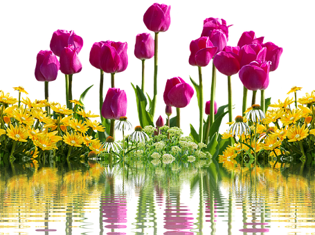 Vibrant Tulipsand Yellow Flowers Reflection PNG image