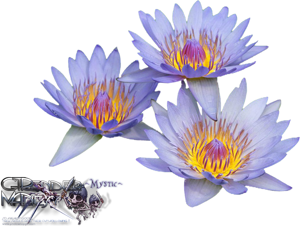 Vibrant_ Water_ Lilies PNG image