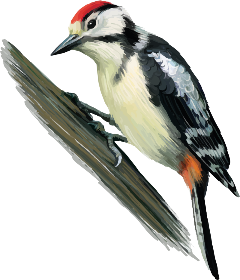 Vibrant_ Woodpecker_ Illustration.png PNG image