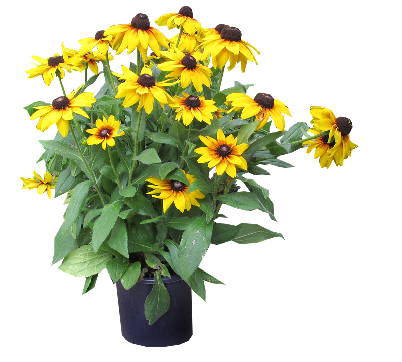 Vibrant Yellow Black Eyed Susansin Vase PNG image