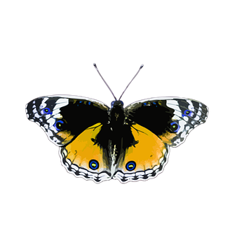 Vibrant Yellow Butterfly Black Background PNG image