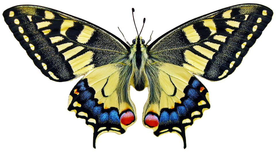 Vibrant Yellow Butterfly Transparent Background PNG image