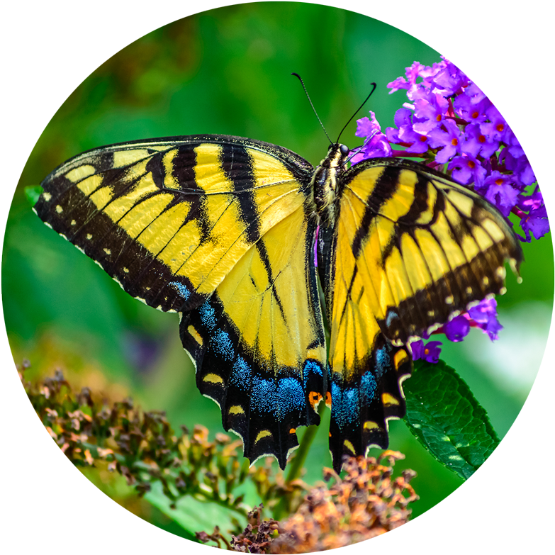 Vibrant Yellow Butterflyon Purple Flowers PNG image