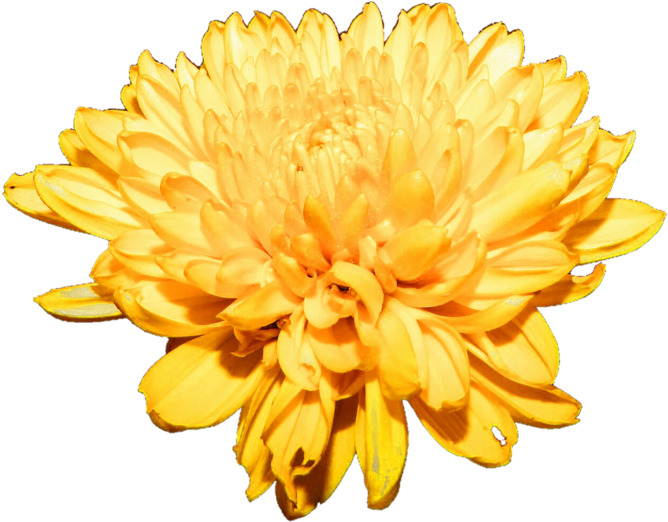 Vibrant Yellow Chrysanthemum Flower PNG image