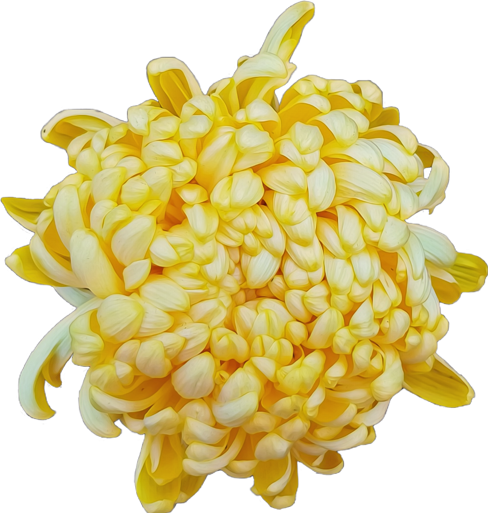 Vibrant Yellow Chrysanthemum Flower PNG image