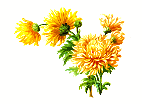Vibrant Yellow Chrysanthemums Artwork PNG image