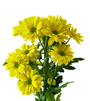 Vibrant Yellow Chrysanthemums Black Background PNG image