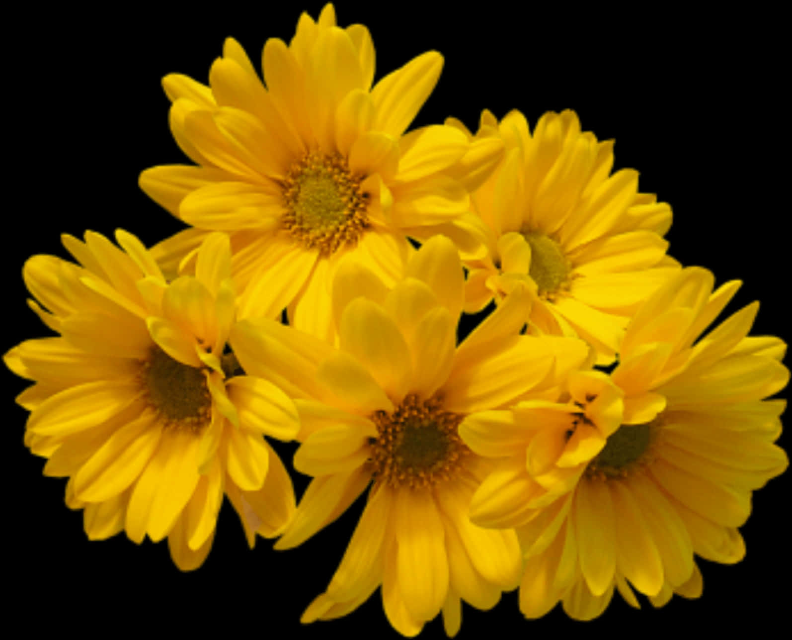 Vibrant Yellow Chrysanthemums Black Background PNG image