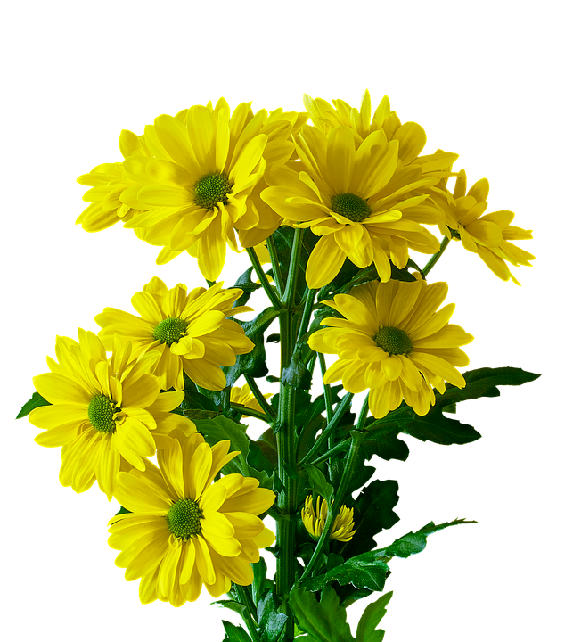 Vibrant Yellow Chrysanthemums PNG image