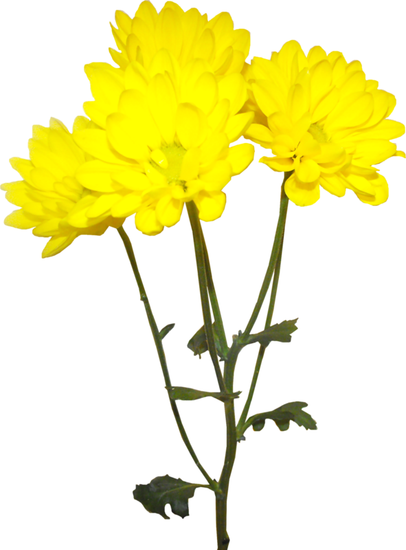 Vibrant Yellow Chrysanthemums PNG image