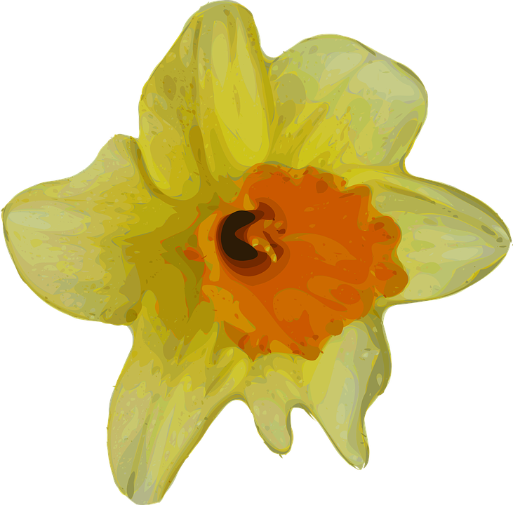 Vibrant Yellow Daffodil Illustration PNG image