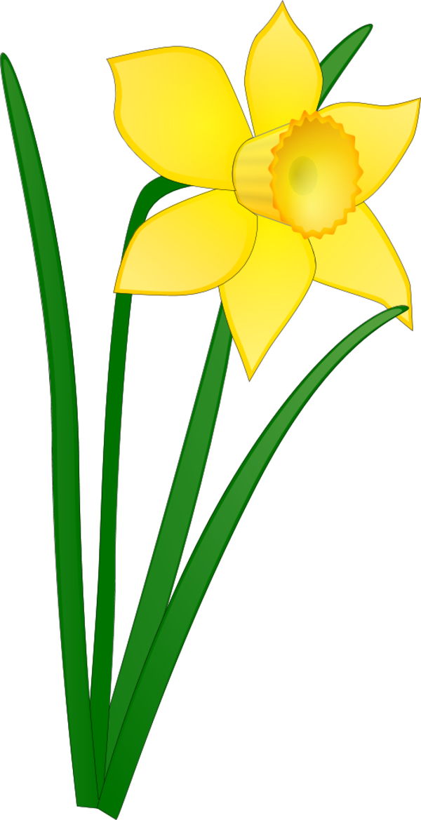 Vibrant Yellow Daffodil Vector PNG image