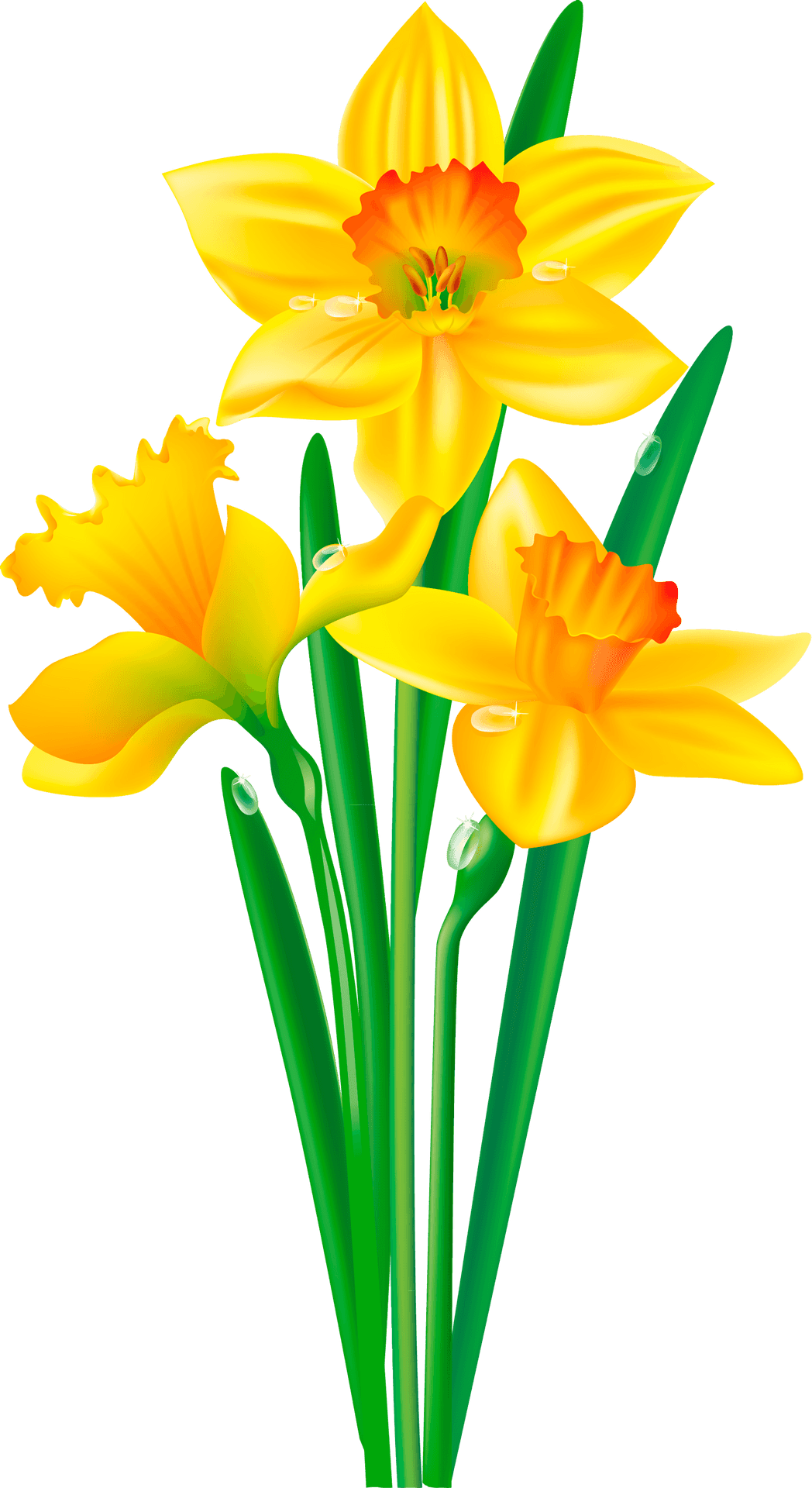 Vibrant Yellow Daffodils Illustration PNG image